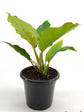 Philodendron Pluto 