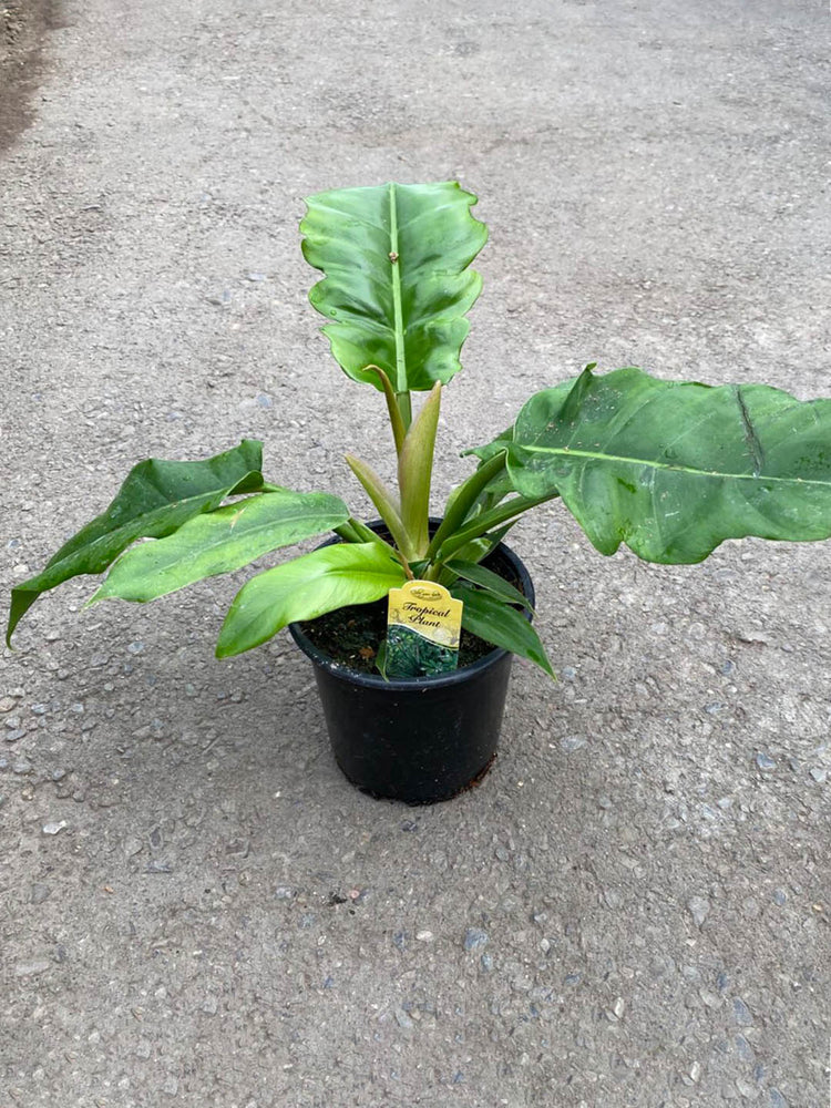 Philodendron Jungle Boogie 