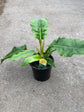 Philodendron Jungle Boogie 