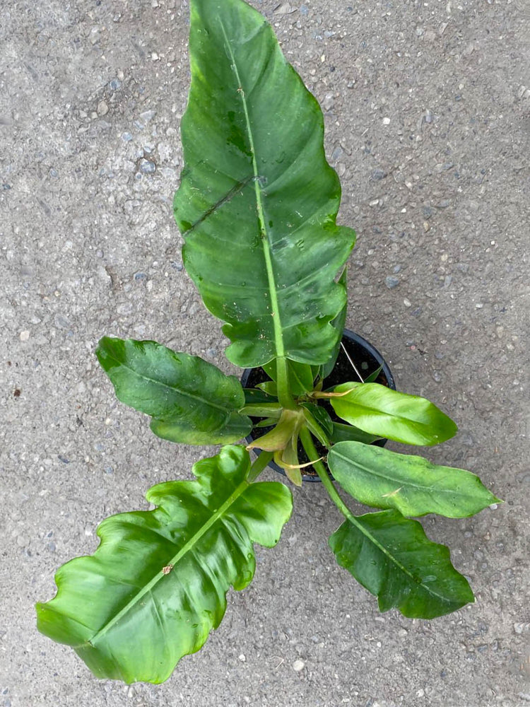 Philodendron Jungle Boogie 