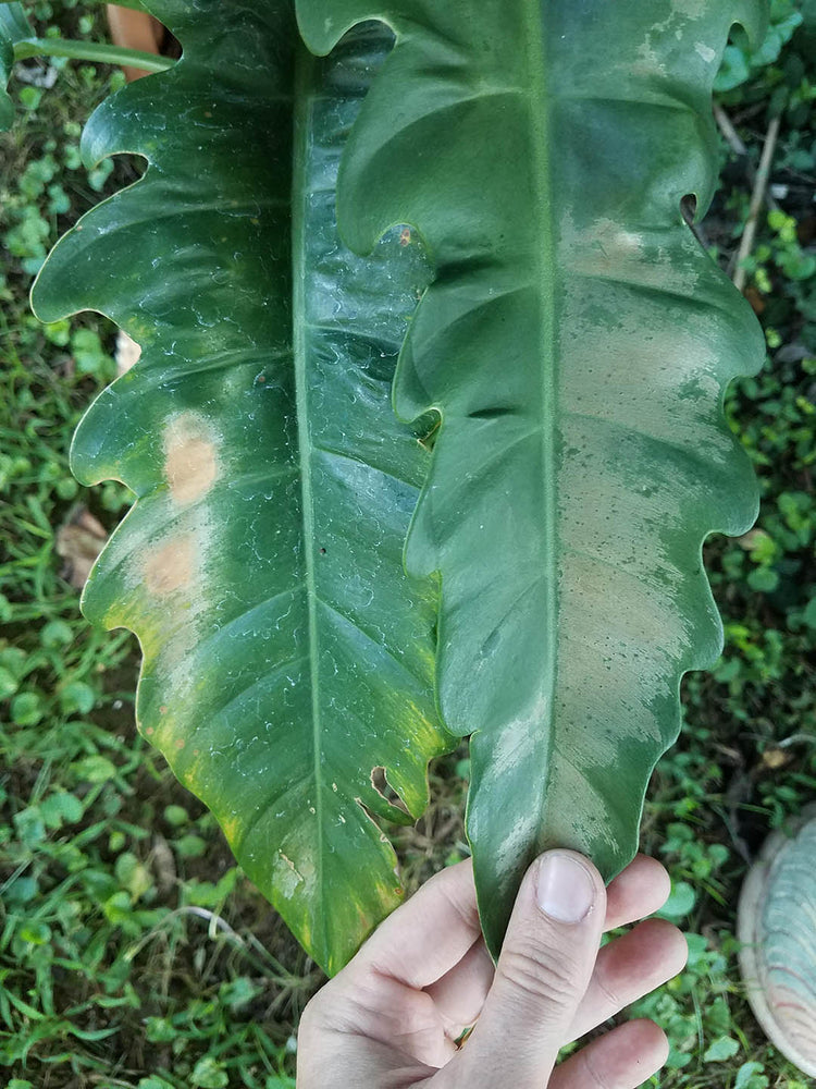 Philodendron Jungle Boogie 