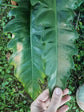 Philodendron Jungle Boogie 