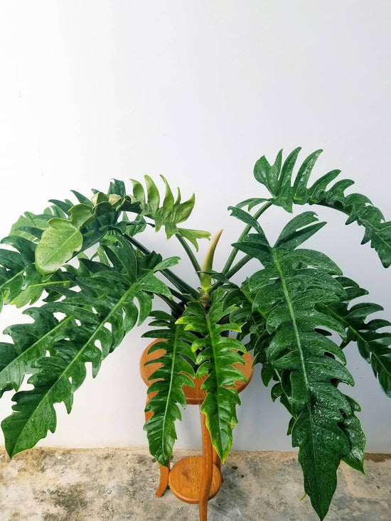 Philodendron Jungle Boogie Plant or Tiger Tooth Philodendron with Green coloured leaves