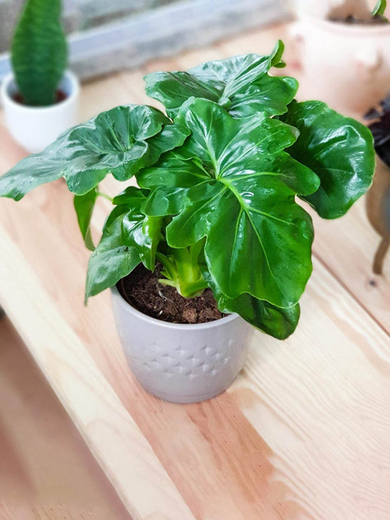 Philodendron Atom Plant or Lacy tree Philodendron with Green coloured leaves