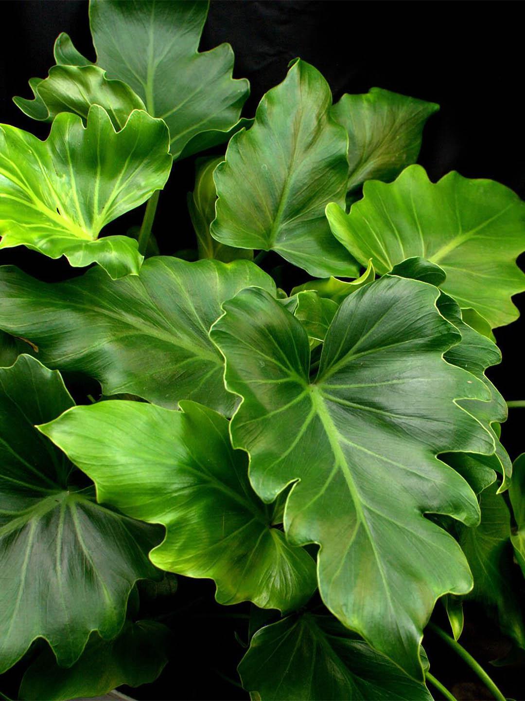 philodendron little atom Philodendron 'Atom' – Potclay