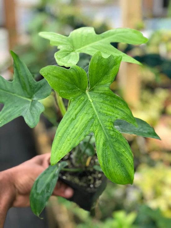 Philodendron Pedatum Plant or Philodendron with Green coloured leaves