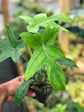 Philodendron Pedatum Plant or Philodendron with Green coloured leaves