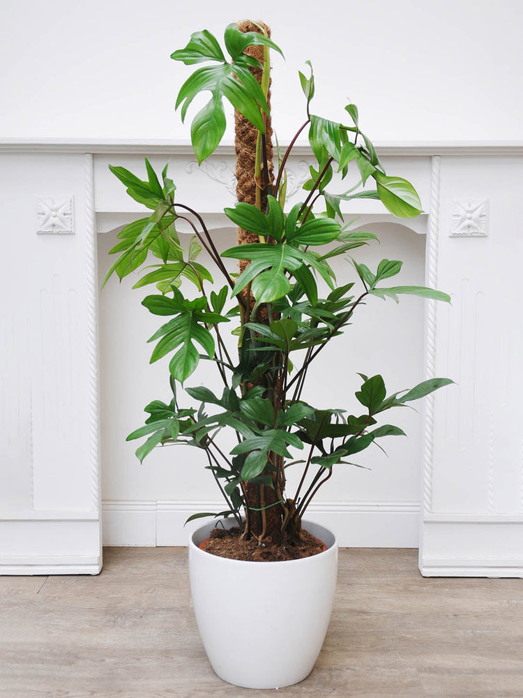 Philodendron Pedatum 