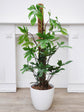 Philodendron Pedatum 