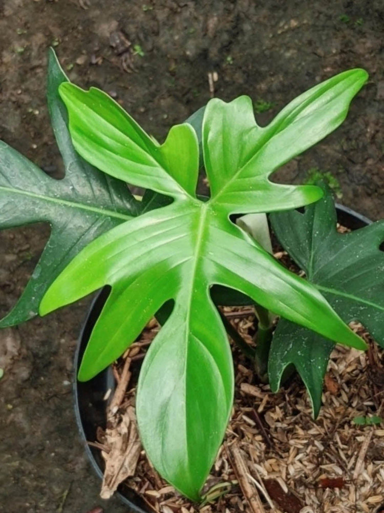 Philodendron Pedatum 