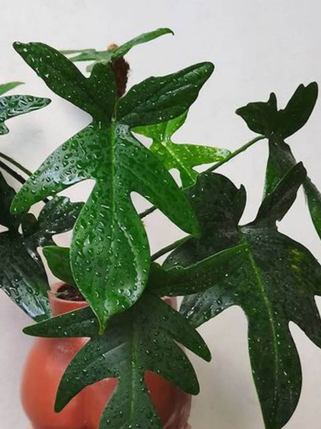 Philodendron Pedatum 