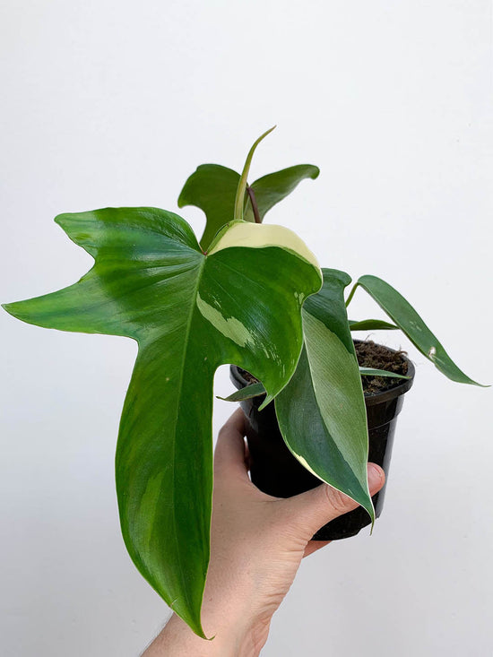 Philodendron Florida Plant or Heartleaf Philodendron with Green coloured leaves