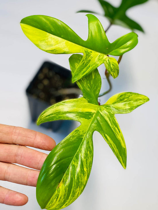Philodendron Florida Beauty Plant or Philodendron Pedatum with Yellow, Green coloured leaves