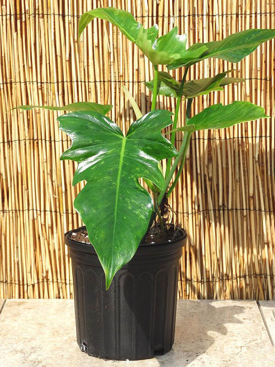 Philodendron Golden Dragon Plant or Lime Fiddle with Green coloured leaves