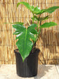 Philodendron Golden Dragon Plant or Lime Fiddle with Green coloured leaves