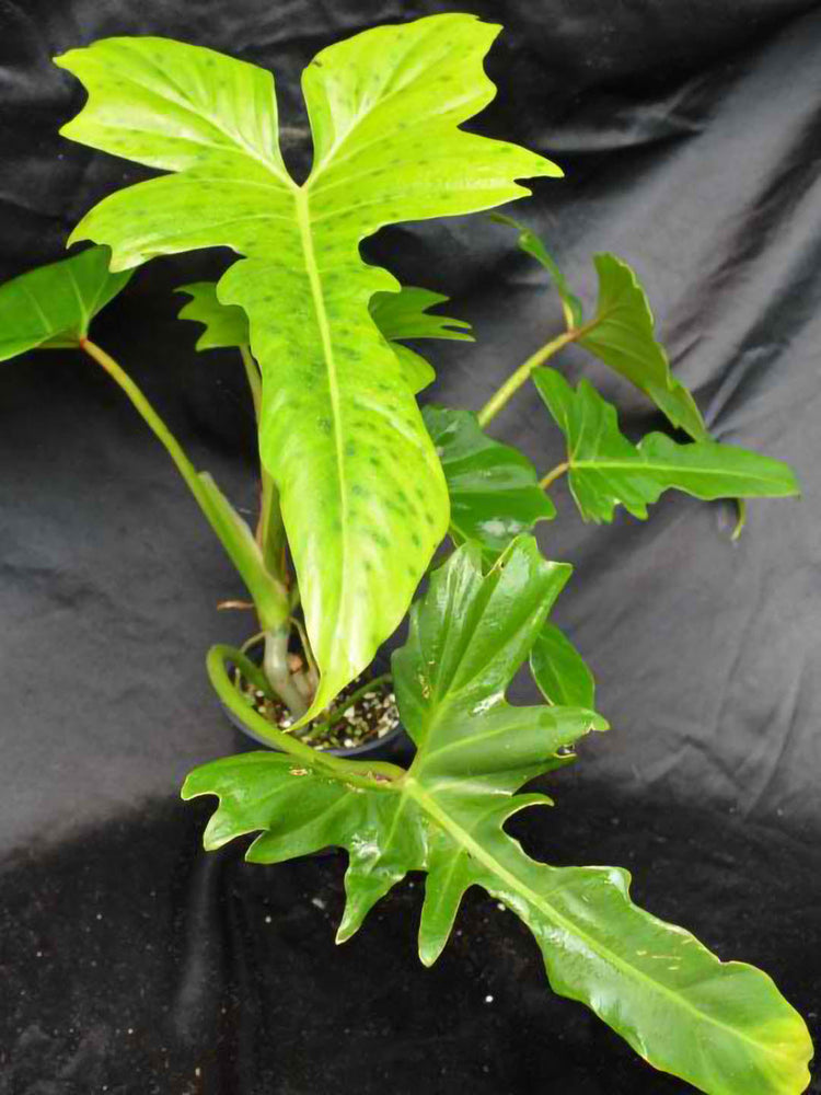 Philodendron Golden Dragon 