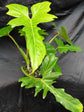 Philodendron Golden Dragon 