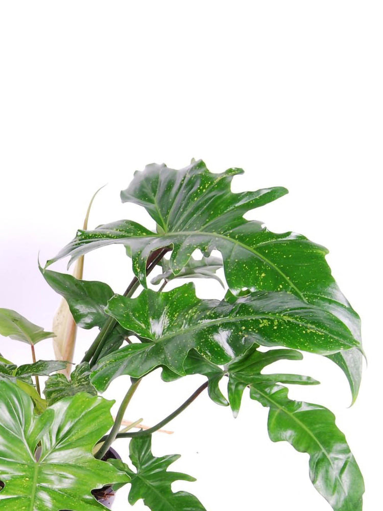 Philodendron Golden Dragon 