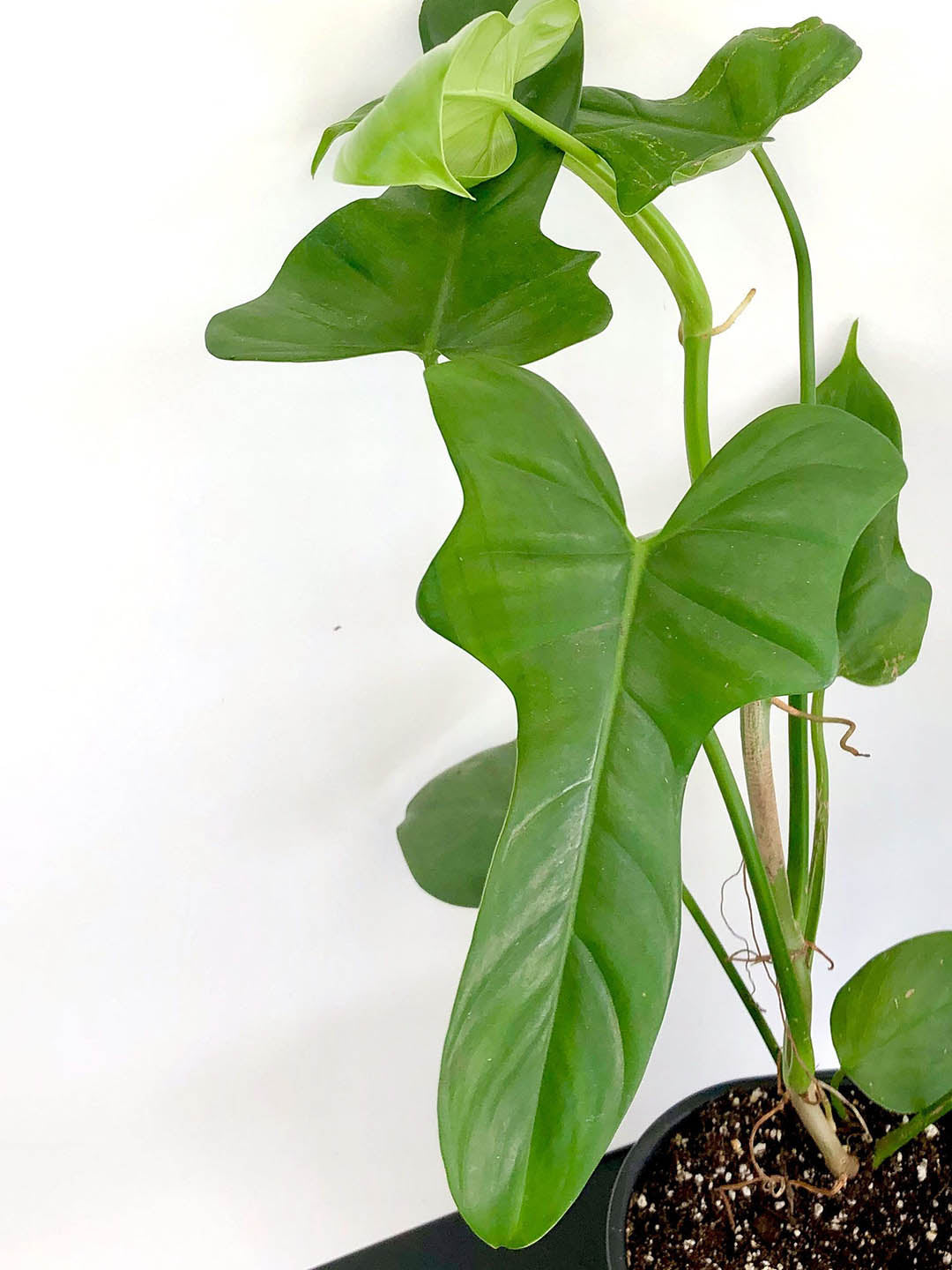 Philodendron Bipennifolium Plant or Horsehead Philodendron with Glossy Green coloured leaves