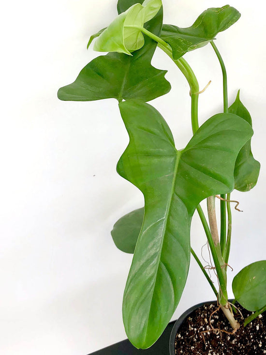 Philodendron Bipennifolium Plant or Horsehead Philodendron with Glossy Green coloured leaves