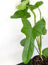 Philodendron Bipennifolium Plant or Horsehead Philodendron with Glossy Green coloured leaves