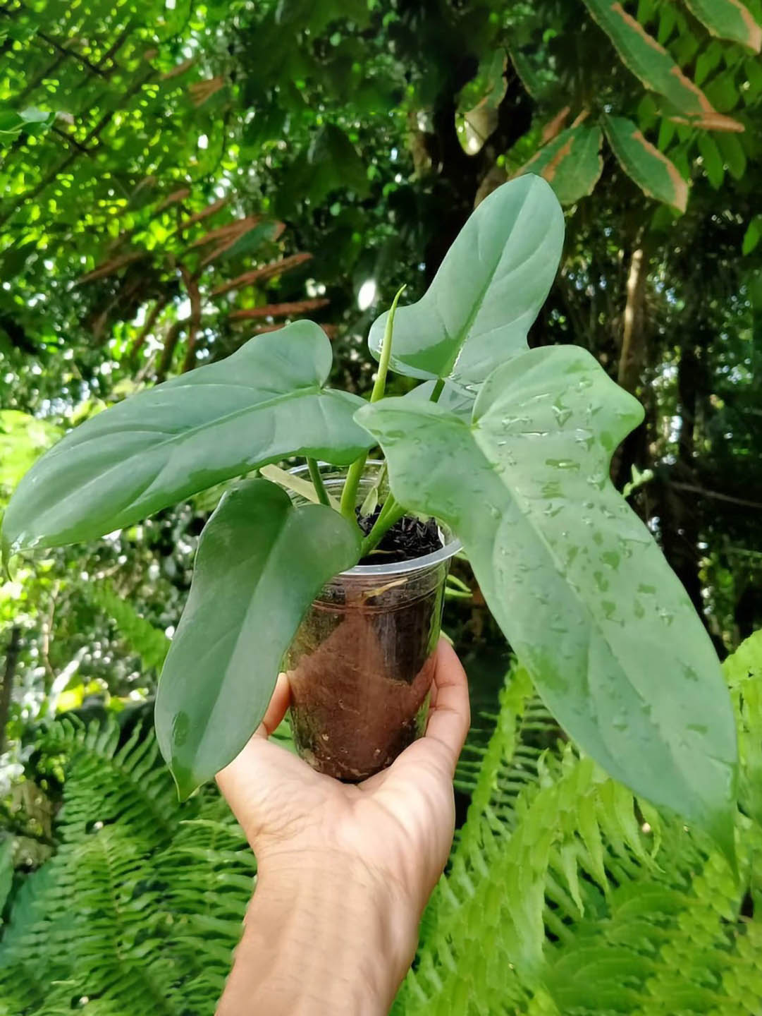 philodendron bipennifolium silver Philodendron 'Bipennifolium' – Potclay