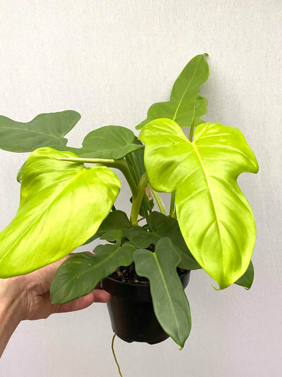 Philodendron Bipennifolium Aurea Plant or Gold Violin Philodendron with Lime Green coloured leaves and Green coloured flower 
