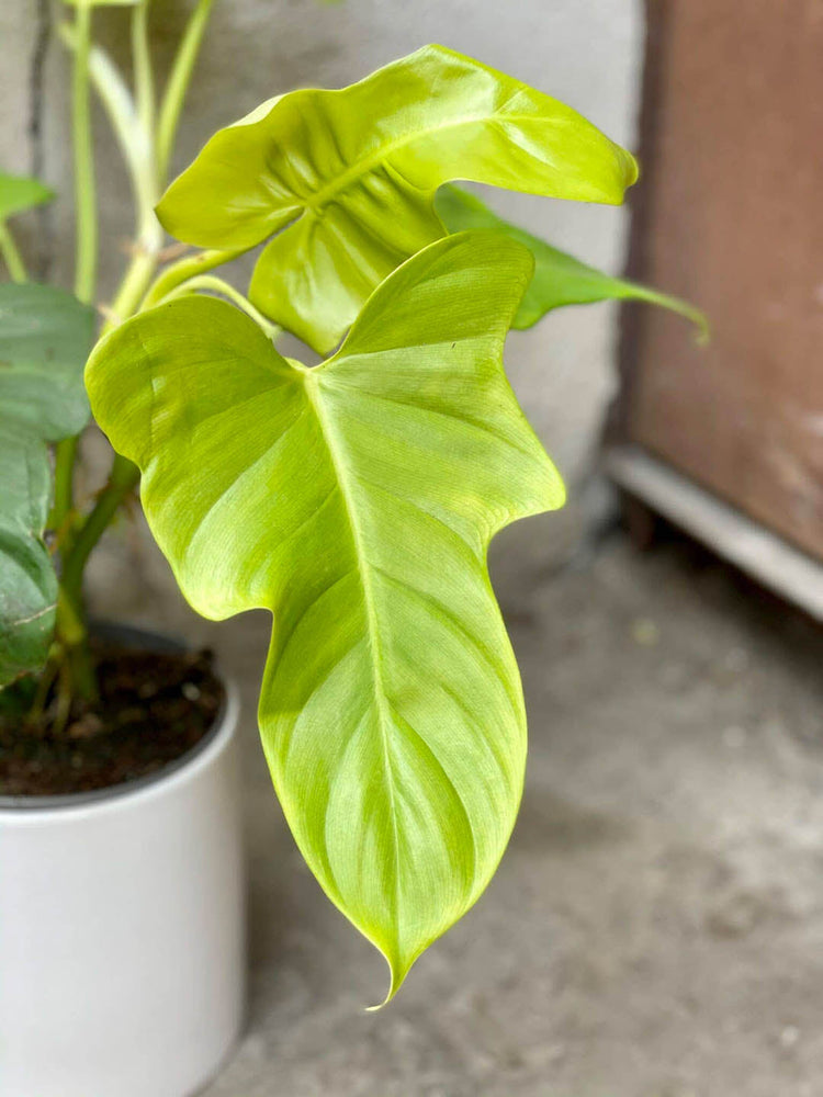 Philodendron Bipennifolium Aurea 