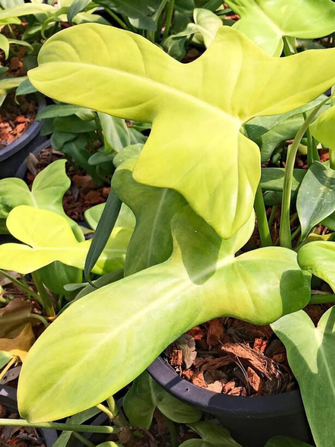 philodendron aurea gold Philodendron 'Bipennifolium Aurea' – Potclay