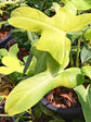 Philodendron Bipennifolium Aurea 