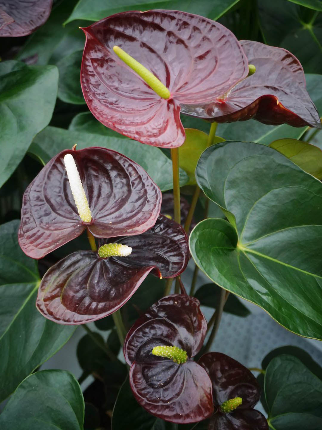 anthurium andreanum black queen Anthurium Andraeanum 'Black' Love – Potclay