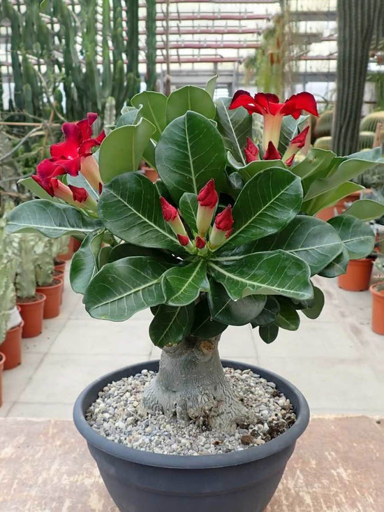 Adenium Obesum Red Plant or Desert Rose with Green coloured leaves and Red coloured flower 