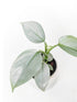 Philodendron Hastatum Silver Sword Plant or Philodendron hastatum silver and Philodendron hastatum silvery blue. with Silver or Frost Green coloured leaves