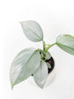 Philodendron Hastatum Silver Sword Plant or Philodendron hastatum silver and Philodendron hastatum silvery blue. with Silver or Frost Green coloured leaves