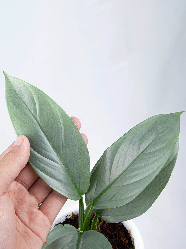 Philodendron Hastatum Silver Sword 