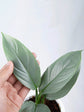 Philodendron Hastatum Silver Sword 