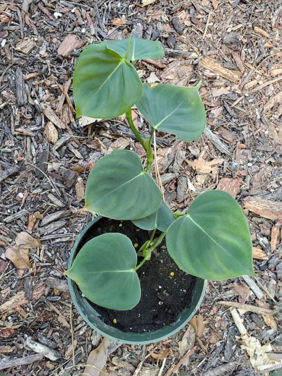 Philodendron Lupinum Plant or Philodendron vanninii with Dark Green coloured leaves