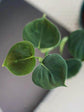 Philodendron Lupinum 