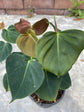 Philodendron Lupinum 