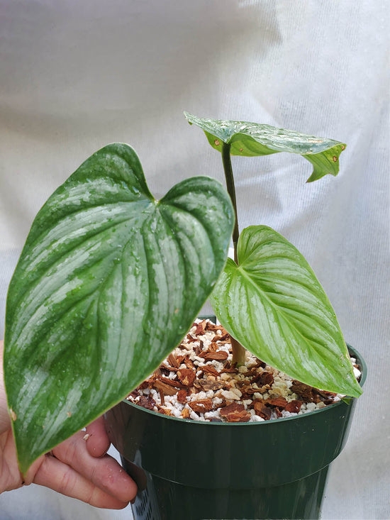 Philodendron Mamei Plant or Blotched Philodendron with Green, Silvery coloured leaves