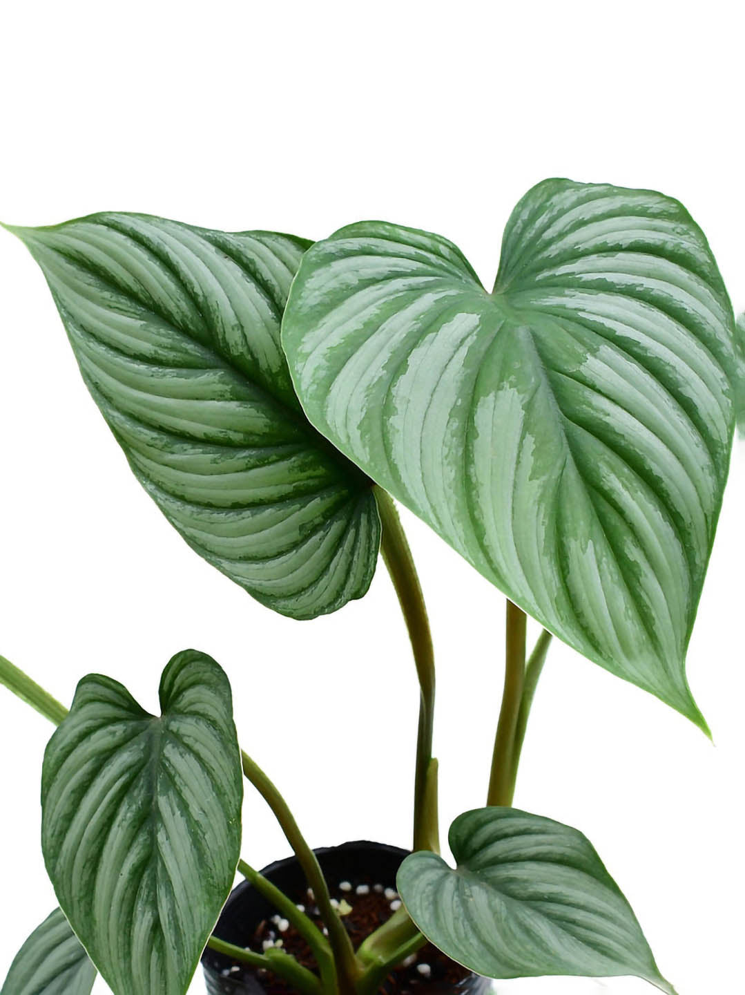 Philodendron Mamei 