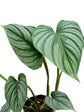Philodendron Mamei 