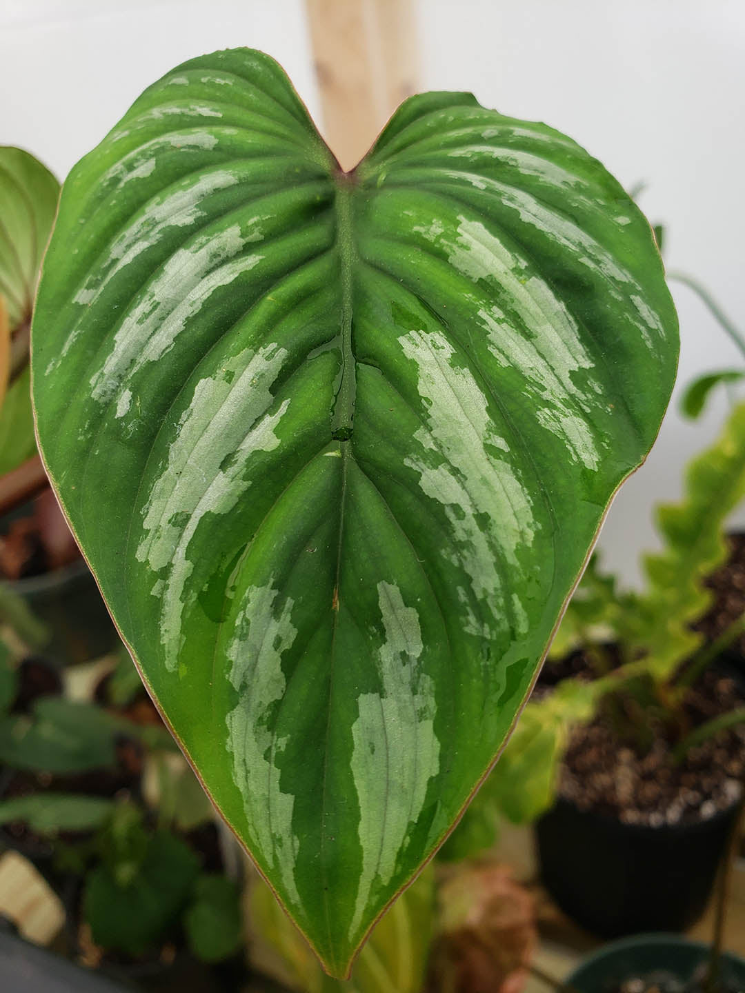 Philodendron Mamei 