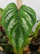 Philodendron Mamei 