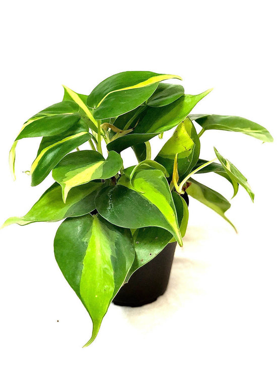 Philodendron Brasil Plant or Variegated Heart Leaf Philodendron with Green, Yellow coloured leaves