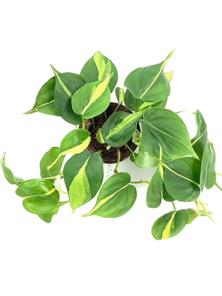 Philodendron Brasil