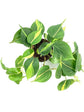 Philodendron Brasil