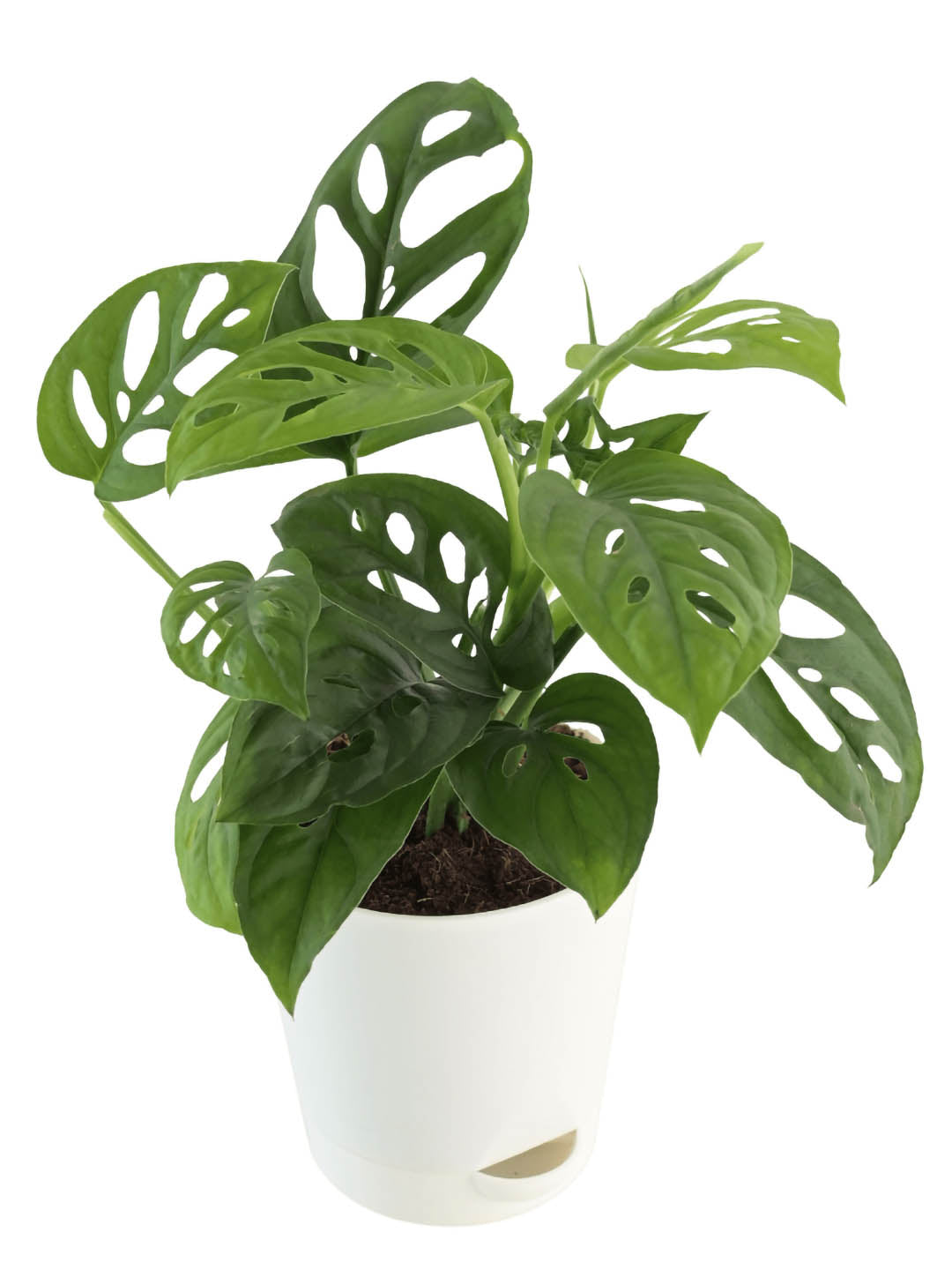 Philodendron Broken Heart Plant or Broken Heart Plant with Green coloured leaves