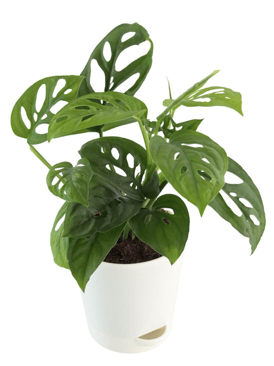 Philodendron Broken Heart Plant or Broken Heart Plant with Green coloured leaves