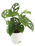 Philodendron Broken Heart Plant or Broken Heart Plant with Green coloured leaves
